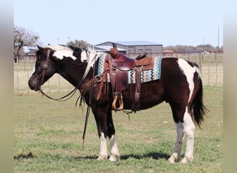 American Quarter Horse, Ruin, 13 Jaar, 150 cm, Tobiano-alle-kleuren