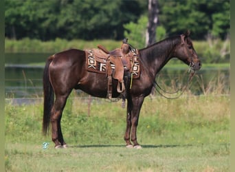 American Quarter Horse, Ruin, 13 Jaar, 152 cm, Brauner