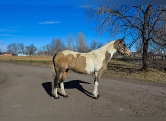 American Quarter Horse, Ruin, 13 Jaar, 152 cm, Buckskin