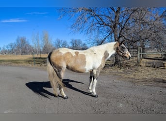 American Quarter Horse, Ruin, 13 Jaar, 152 cm, Buckskin