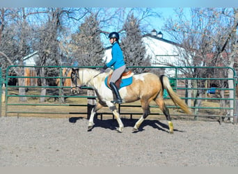 American Quarter Horse, Ruin, 13 Jaar, 152 cm, Buckskin