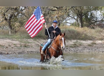 American Quarter Horse, Ruin, 13 Jaar, 152 cm, Donkere-vos