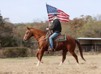 American Quarter Horse, Ruin, 13 Jaar, 152 cm, Donkere-vos