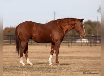 American Quarter Horse, Ruin, 13 Jaar, 152 cm, Donkere-vos