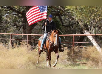 American Quarter Horse, Ruin, 13 Jaar, 152 cm, Donkere-vos