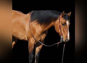 American Quarter Horse, Ruin, 13 Jaar, 152 cm, Falbe