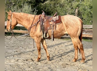 American Quarter Horse, Ruin, 13 Jaar, 152 cm, Falbe