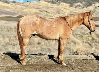 American Quarter Horse, Ruin, 13 Jaar, 152 cm, Falbe