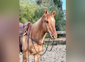 American Quarter Horse, Ruin, 13 Jaar, 152 cm, Falbe