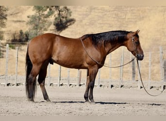 American Quarter Horse, Ruin, 13 Jaar, 152 cm, Falbe