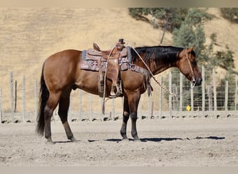 American Quarter Horse, Ruin, 13 Jaar, 152 cm, Falbe