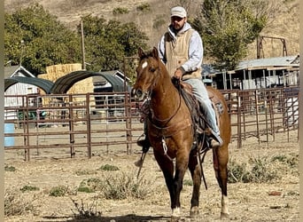 American Quarter Horse, Ruin, 13 Jaar, 152 cm, Falbe