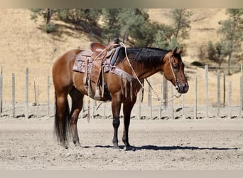 American Quarter Horse, Ruin, 13 Jaar, 152 cm, Falbe