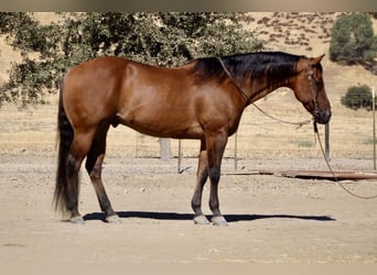 American Quarter Horse, Ruin, 13 Jaar, 152 cm, Falbe