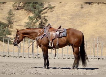 American Quarter Horse, Ruin, 13 Jaar, 152 cm, Falbe