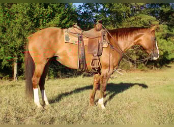 American Quarter Horse, Ruin, 13 Jaar, 152 cm, Falbe