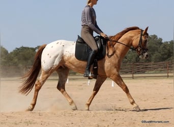 American Quarter Horse, Ruin, 13 Jaar, 152 cm, Falbe