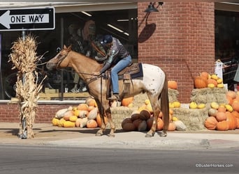 American Quarter Horse, Ruin, 13 Jaar, 152 cm, Falbe