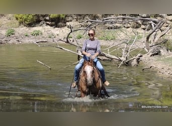 American Quarter Horse, Ruin, 13 Jaar, 152 cm, Falbe