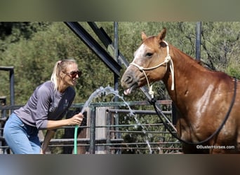 American Quarter Horse, Ruin, 13 Jaar, 152 cm, Falbe