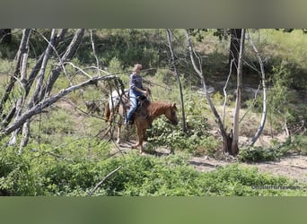 American Quarter Horse, Ruin, 13 Jaar, 152 cm, Falbe