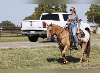 American Quarter Horse, Ruin, 13 Jaar, 152 cm, Falbe