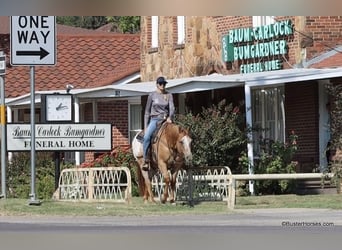 American Quarter Horse, Ruin, 13 Jaar, 152 cm, Falbe