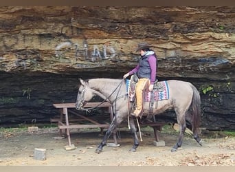 American Quarter Horse, Ruin, 13 Jaar, 152 cm, Grullo