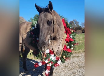 American Quarter Horse, Ruin, 13 Jaar, 152 cm, Grullo