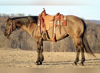 American Quarter Horse, Ruin, 13 Jaar, 152 cm, Grullo