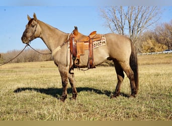 American Quarter Horse, Ruin, 13 Jaar, 152 cm, Grullo