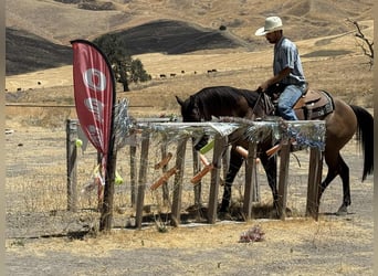 American Quarter Horse, Ruin, 13 Jaar, 152 cm, Grullo