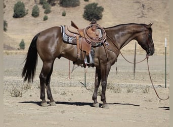 American Quarter Horse, Ruin, 13 Jaar, 152 cm, Grullo
