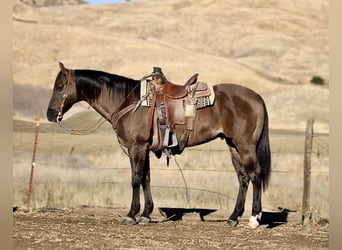 American Quarter Horse, Ruin, 13 Jaar, 152 cm, Grullo