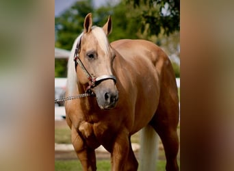 American Quarter Horse, Ruin, 13 Jaar, 152 cm, Palomino