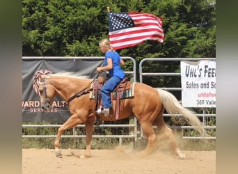 American Quarter Horse, Ruin, 13 Jaar, 152 cm, Palomino