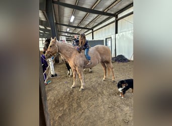 American Quarter Horse, Ruin, 13 Jaar, 152 cm, Palomino