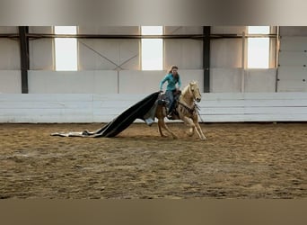 American Quarter Horse, Ruin, 13 Jaar, 152 cm, Palomino