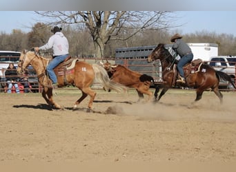 American Quarter Horse, Ruin, 13 Jaar, 152 cm, Palomino