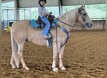 American Quarter Horse, Ruin, 13 Jaar, 152 cm, Palomino