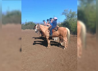 American Quarter Horse, Ruin, 13 Jaar, 152 cm, Palomino