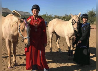 American Quarter Horse, Ruin, 13 Jaar, 152 cm, Palomino