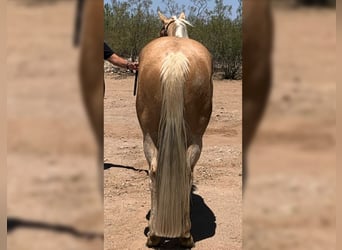 American Quarter Horse, Ruin, 13 Jaar, 152 cm, Palomino