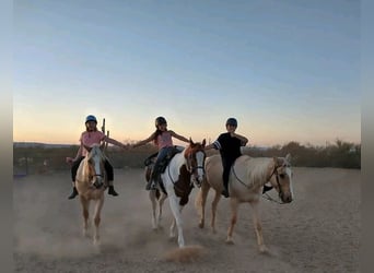 American Quarter Horse, Ruin, 13 Jaar, 152 cm, Palomino