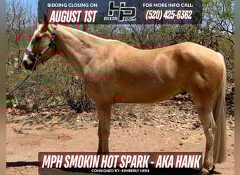American Quarter Horse, Ruin, 13 Jaar, 152 cm, Palomino