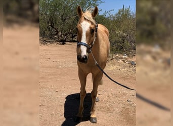 American Quarter Horse, Ruin, 13 Jaar, 152 cm, Palomino