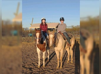 American Quarter Horse, Ruin, 13 Jaar, 152 cm, Palomino