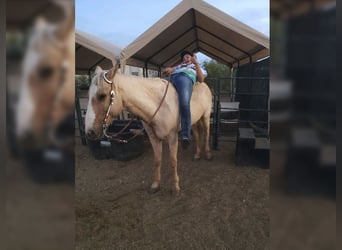 American Quarter Horse, Ruin, 13 Jaar, 152 cm, Palomino