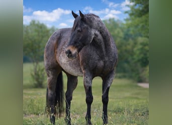 American Quarter Horse, Ruin, 13 Jaar, 152 cm, Roan-Bay