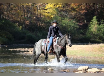 American Quarter Horse, Ruin, 13 Jaar, 152 cm, Roan-Blue